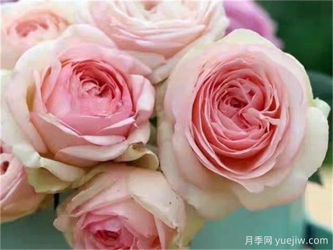 為10區花友問(wèn)一下，有跟粉龍差不多的月季品種嗎？(圖6)