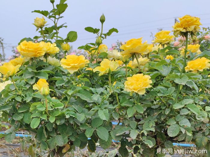 養月季摘芽和抹芽的區別？該如何做？(圖1)