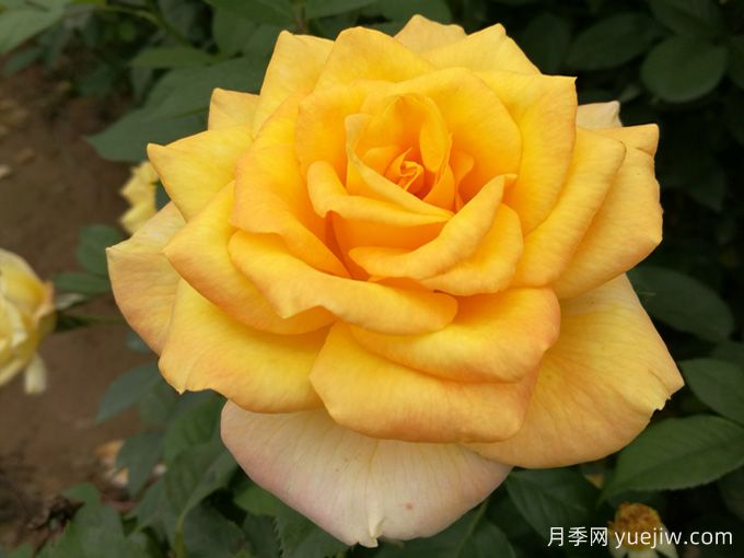 大花月季開(kāi)花時(shí)間長(cháng)嗎？(圖2)