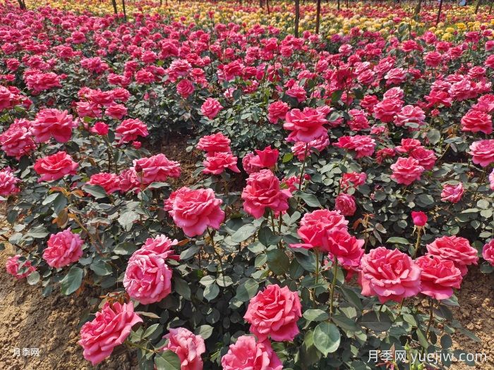 月季一年開(kāi)花次數？月季花期時(shí)間？(圖1)
