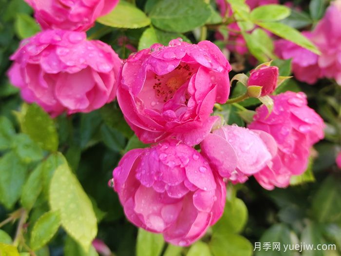 陽(yáng)臺露臺盆栽月季栽培攻略(圖3)