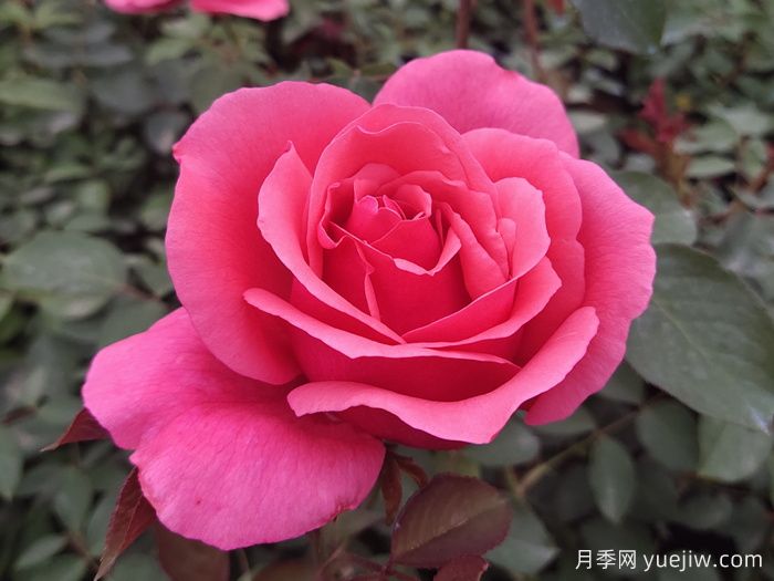 陽(yáng)臺露臺盆栽月季栽培攻略(圖2)