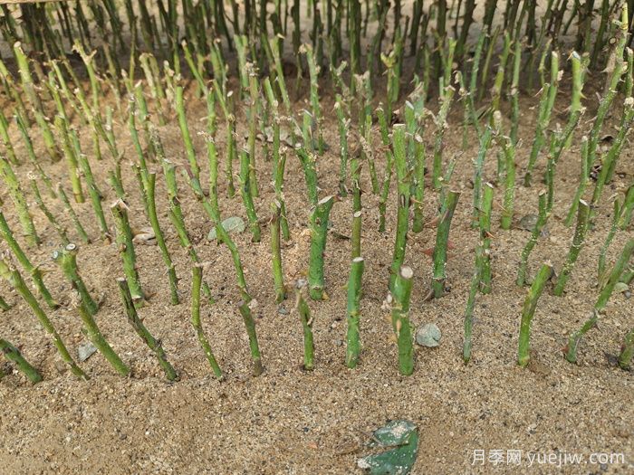 盆栽月季怎么種？(圖2)