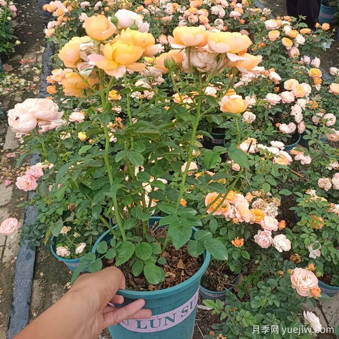 盆栽月季果汁陽(yáng)臺的修剪和打頂(圖1)