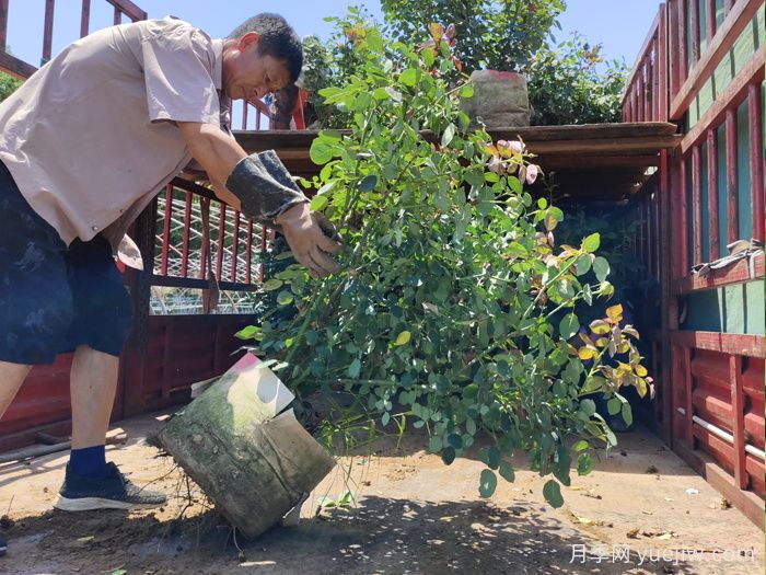 長(cháng)勢不良的盆栽月季，冬剪之后開(kāi)花效果超好(圖3)