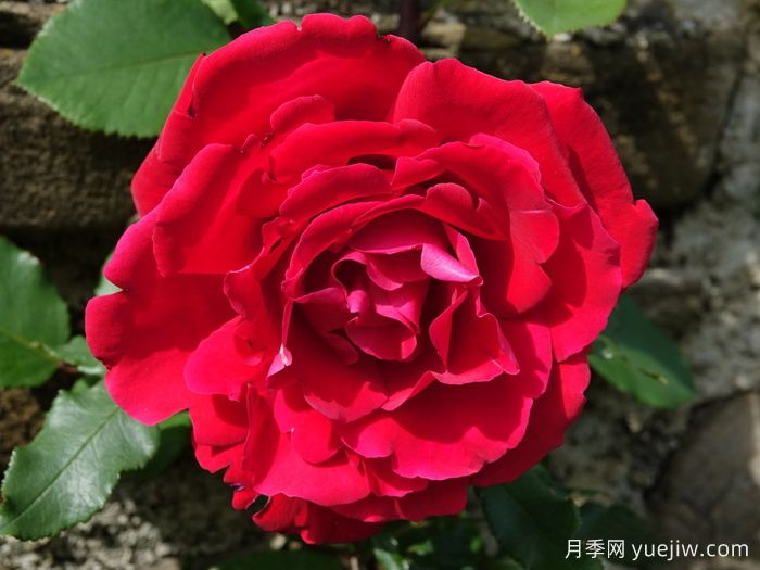 布達議員月季(圖1)