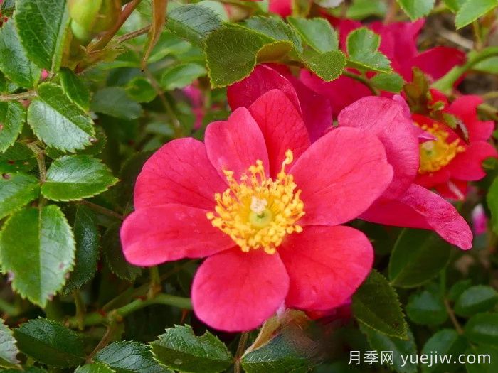 哈德?？≡录?赫特福德郡(圖1)