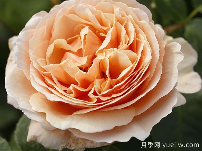 百香果月季/純品康納/純果樂(lè )(圖3)