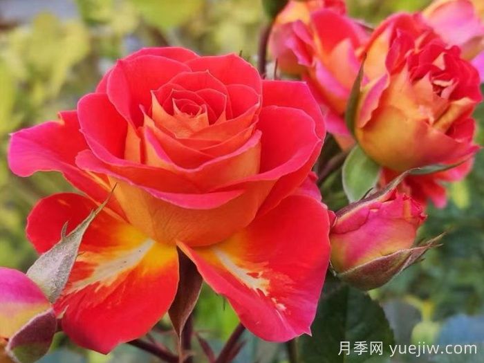 雙魚(yú)座陽(yáng)臺月季/雙魚(yú)座月季(圖1)