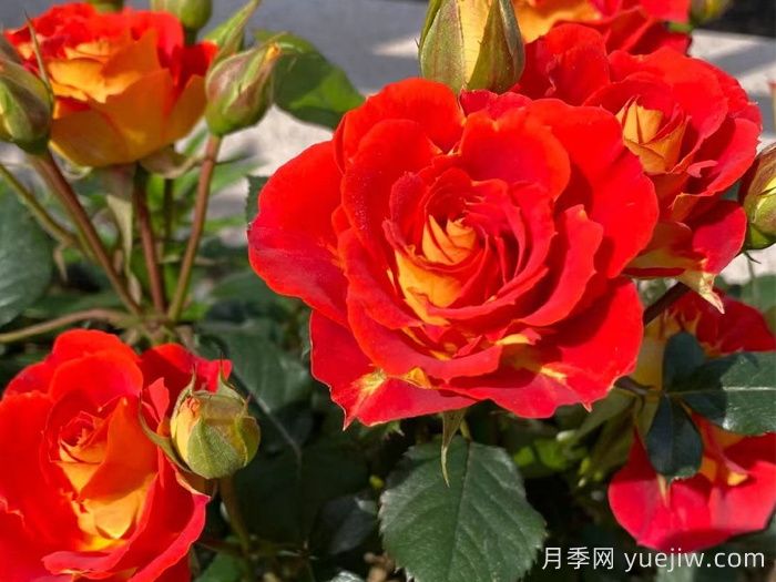 雙魚(yú)座陽(yáng)臺月季/雙魚(yú)座月季(圖3)