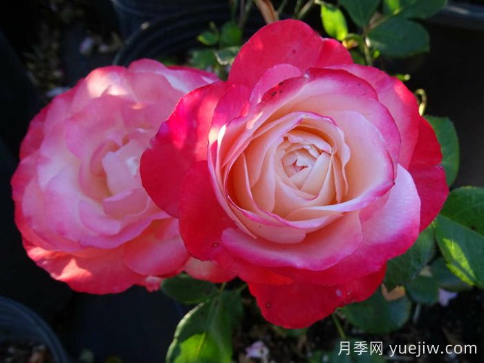 懷舊鄉愁月季/思鄉月季(圖3)