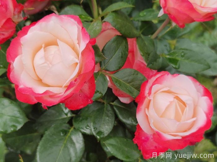 懷舊鄉愁月季/思鄉月季(圖4)