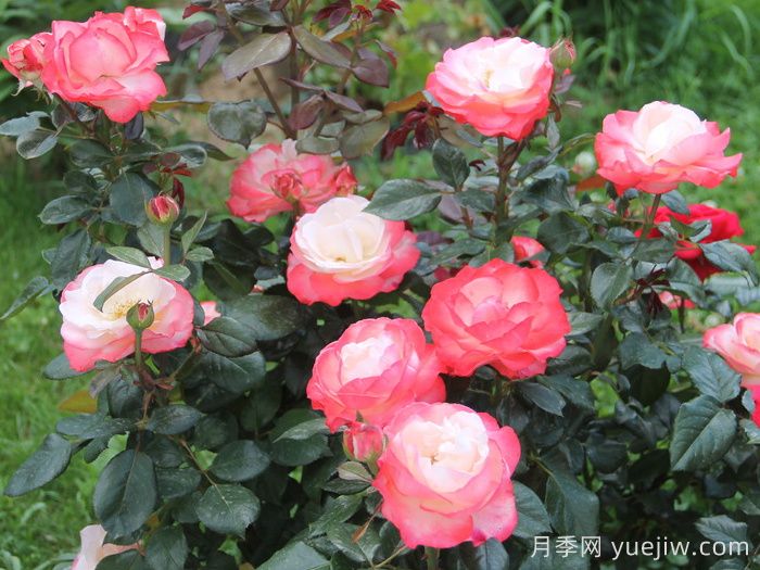 懷舊鄉愁月季/思鄉月季(圖5)