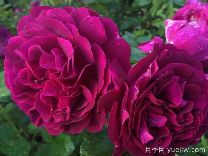 暮色區域月季/陰陽(yáng)魔界月季(圖2)