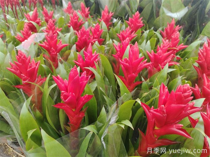 鴻運當頭的養護技巧(圖1)