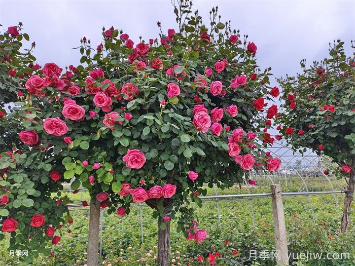 月季花開(kāi)艷滿(mǎn)城，淮安匠心打響市花月季品牌(圖3)