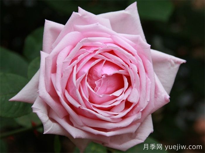 法蘭西月季(France)，世界**個(gè)雜交茶香現代月季(圖2)