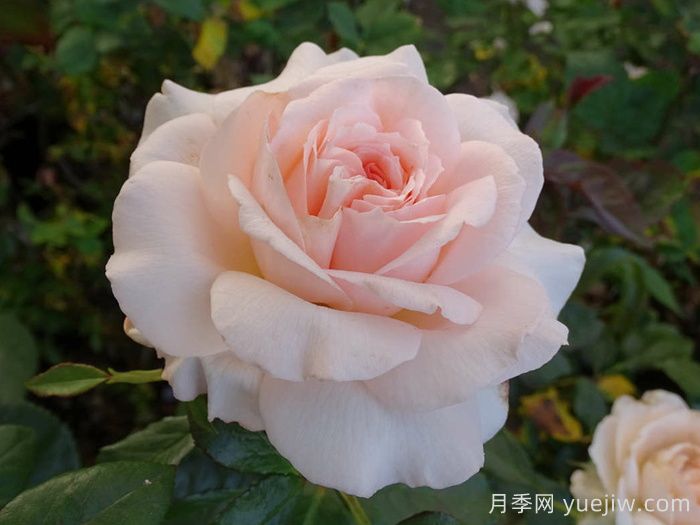 尚多斯美人月季/錢(qián)多斯美人/甜蜜的愛(ài)(圖4)