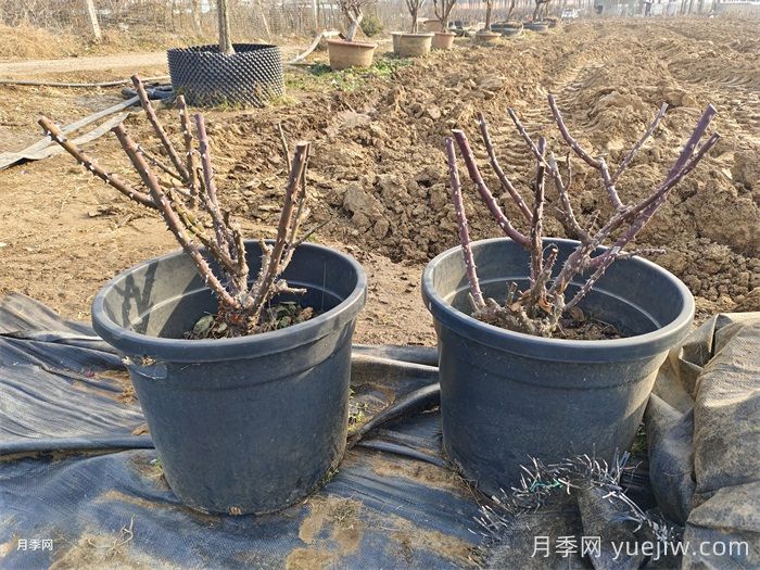 月季花冬季施肥和修剪可以同時(shí)進(jìn)行嗎？(圖1)