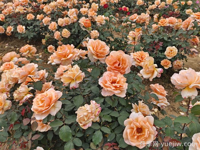 花園設計中的十大原則，花園要美還要實(shí)用！(圖1)