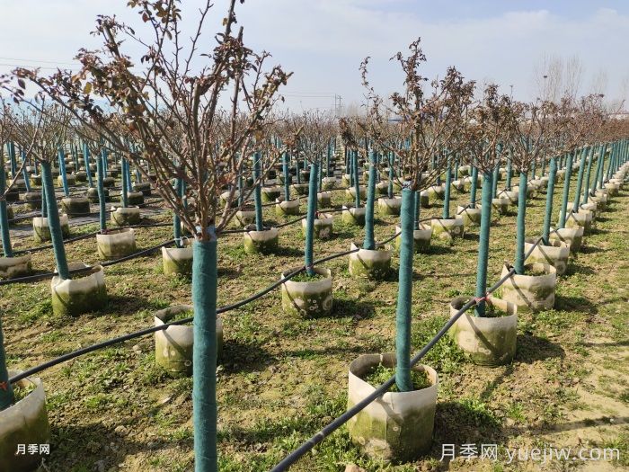 冬天月季發(fā)芽了怎么辦？(圖1)