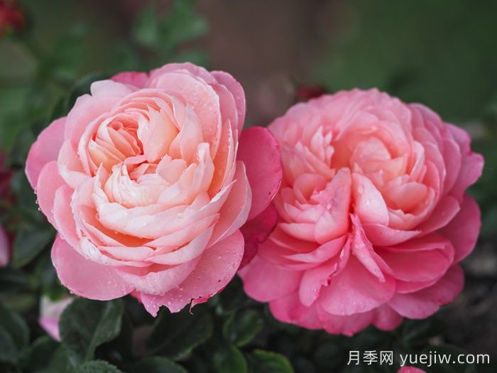 彩筆浪漫月季/大衛霍克尼月季(圖1)