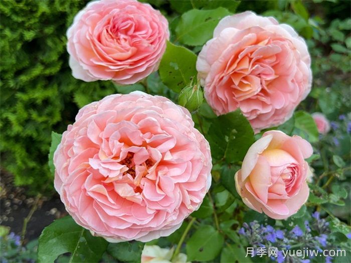 6種復花能力強的藤本月季，爬藤開(kāi)花機器(圖2)