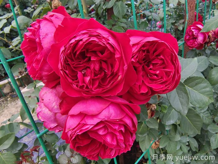 6種復花能力強的藤本月季，爬藤開(kāi)花機器(圖5)