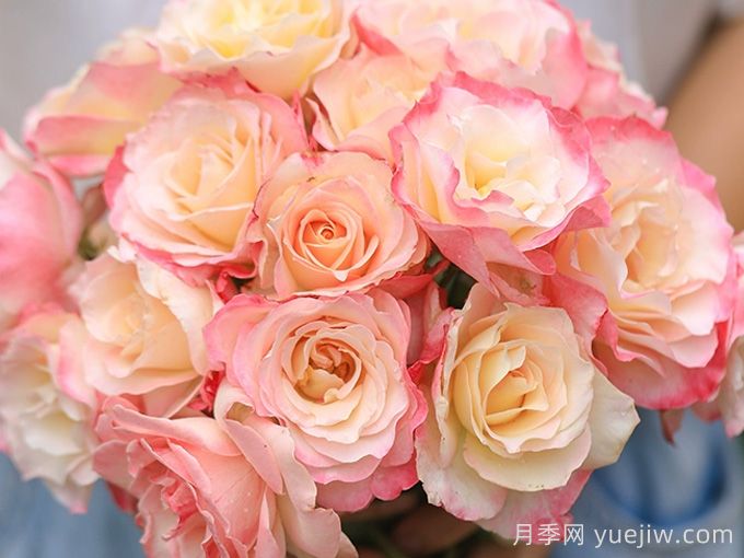 河本純子天使系列月季，顏值擔當溫柔靈動(dòng)(圖4)