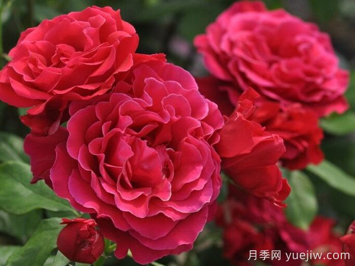 米迦勒大天使月季/天使長(cháng)月季(圖2)