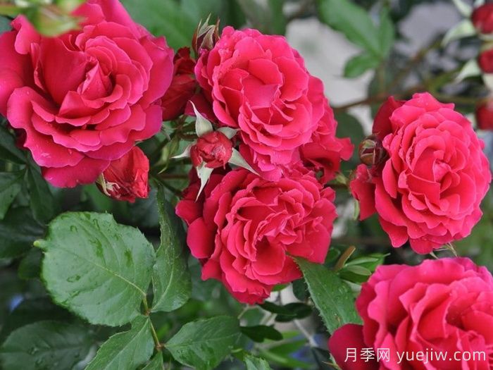 米迦勒大天使月季/天使長(cháng)月季(圖4)