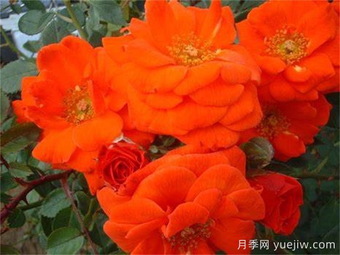 艷陽(yáng)天月季/明亮的一天(圖1)
