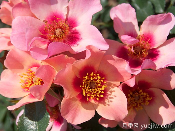 英國皇家園藝學(xué)會(huì )(RHS ROTY)年度月季品種介紹(圖5)