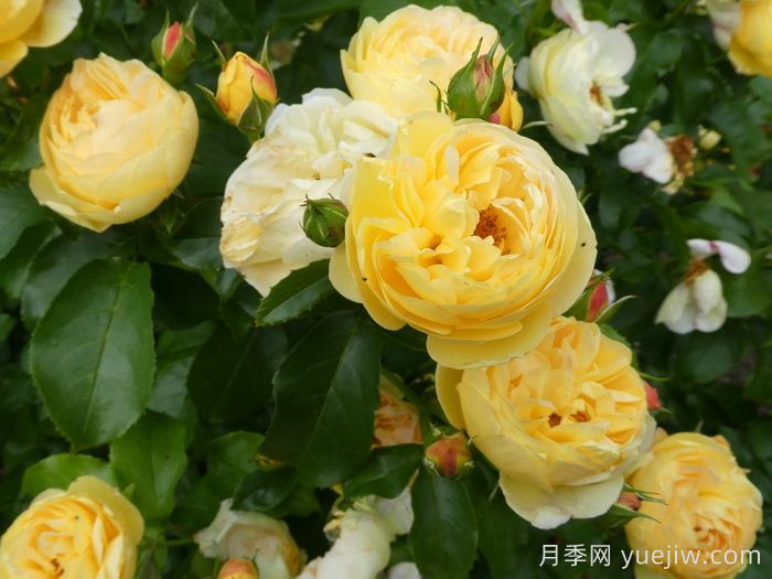 英國皇家園藝學(xué)會(huì )(RHS ROTY)年度月季品種介紹(圖1)
