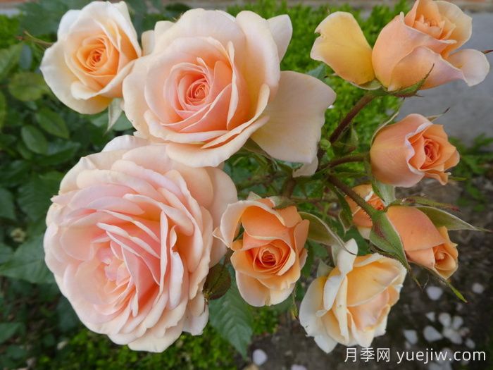 英國皇家園藝學(xué)會(huì )(RHS ROTY)年度月季品種介紹(圖2)