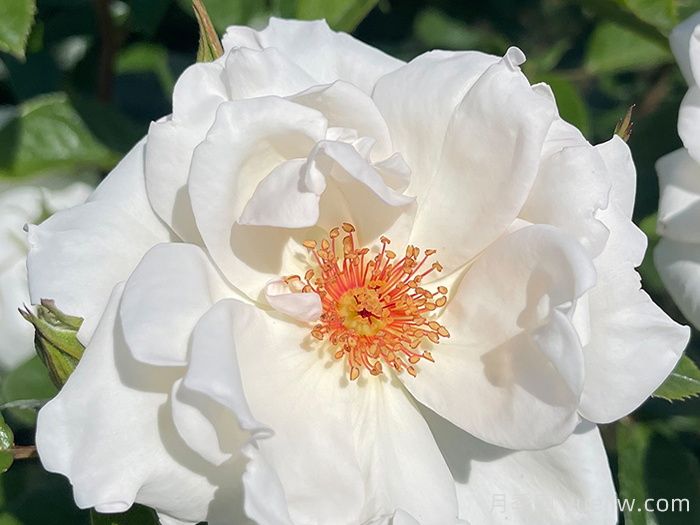 英國皇家園藝學(xué)會(huì )(RHS ROTY)年度月季品種介紹(圖3)