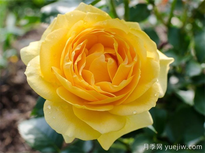 英國皇家園藝學(xué)會(huì )(RHS ROTY)年度月季品種介紹(圖7)