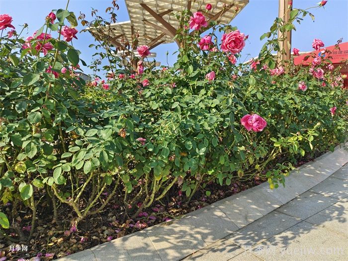 怎樣判斷月季花需要澆水？(圖1)