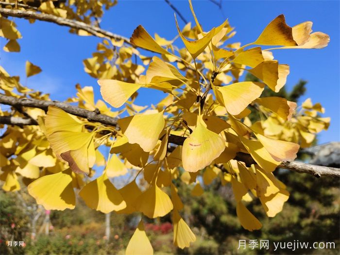 植物百科：銀杏樹(shù)(圖1)