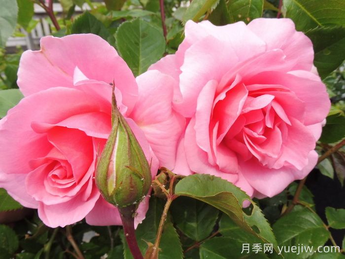 英國皇家園藝學(xué)會(huì )(RHS ROTY)年度月季品種介紹(圖6)