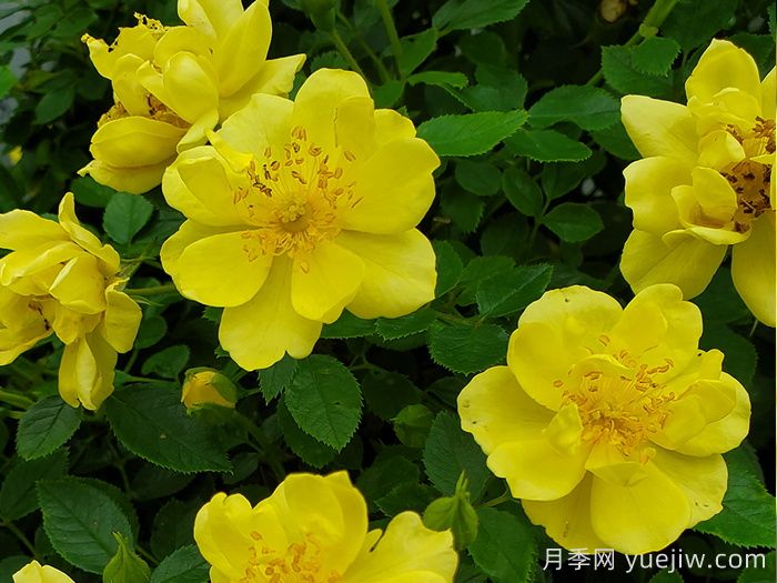 奧索易檸檬熱情/檸檬樂(lè )趣(圖2)