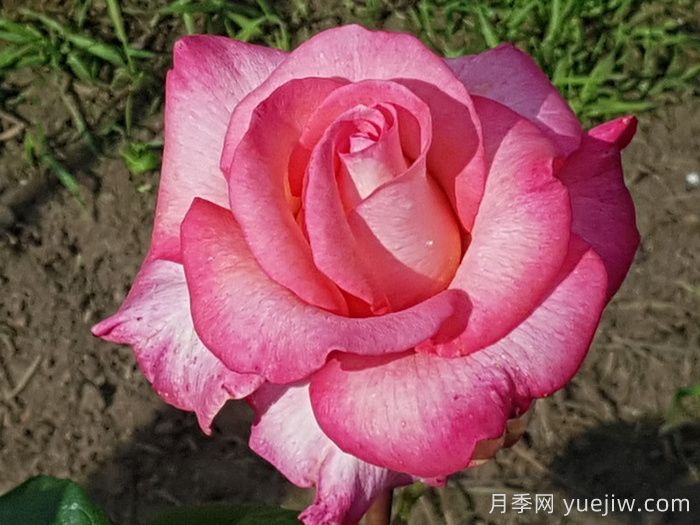 光線(xiàn)雷月季(圖2)