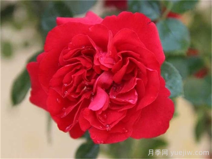 花友決定淘汰4個(gè)月季品種，養花路上你放棄什么？(圖2)