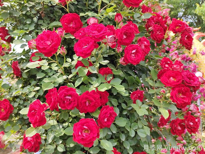 花友決定淘汰4個(gè)月季品種，養花路上你放棄什么？(圖3)