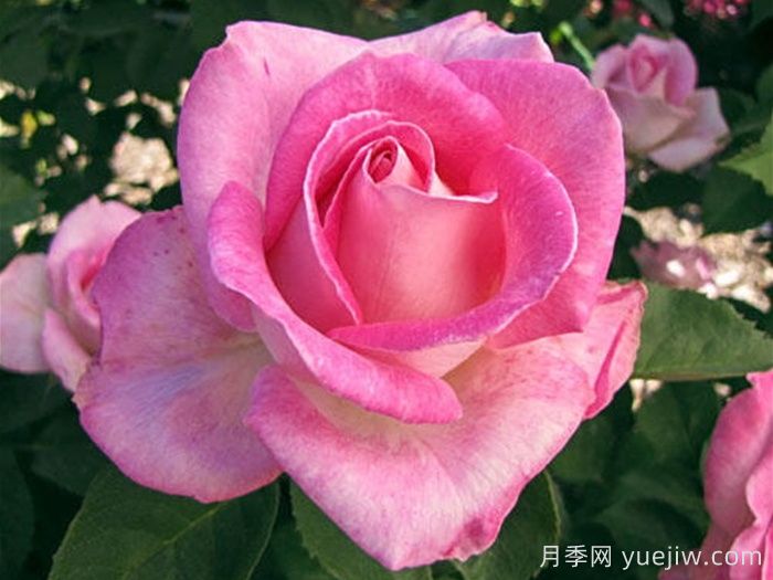 月季推薦，粉色慶典月季(圖1)