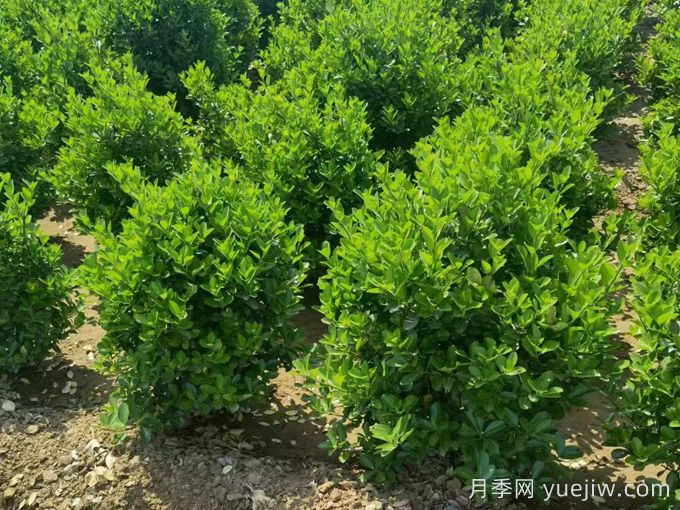 四種常綠籬在園林景觀(guān)營(yíng)造中的應用和配置(圖1)