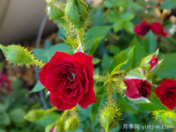 無(wú)條件的愛(ài)月季(圖3)