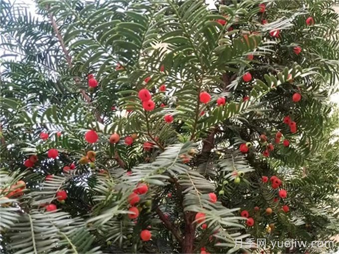 傳說(shuō)抗癌能力***強的十大植物(圖1)