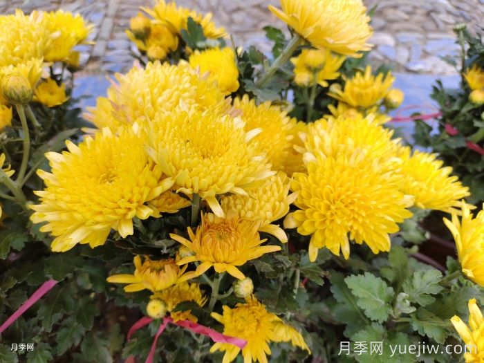 九月份開(kāi)花的花卉植物有哪些？(圖1)