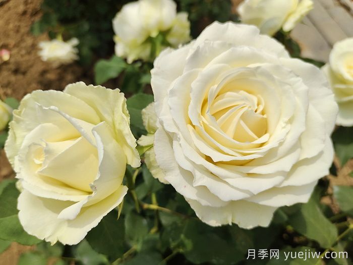 常見(jiàn)花卉的花語(yǔ)，不同節日的送花選擇(圖2)